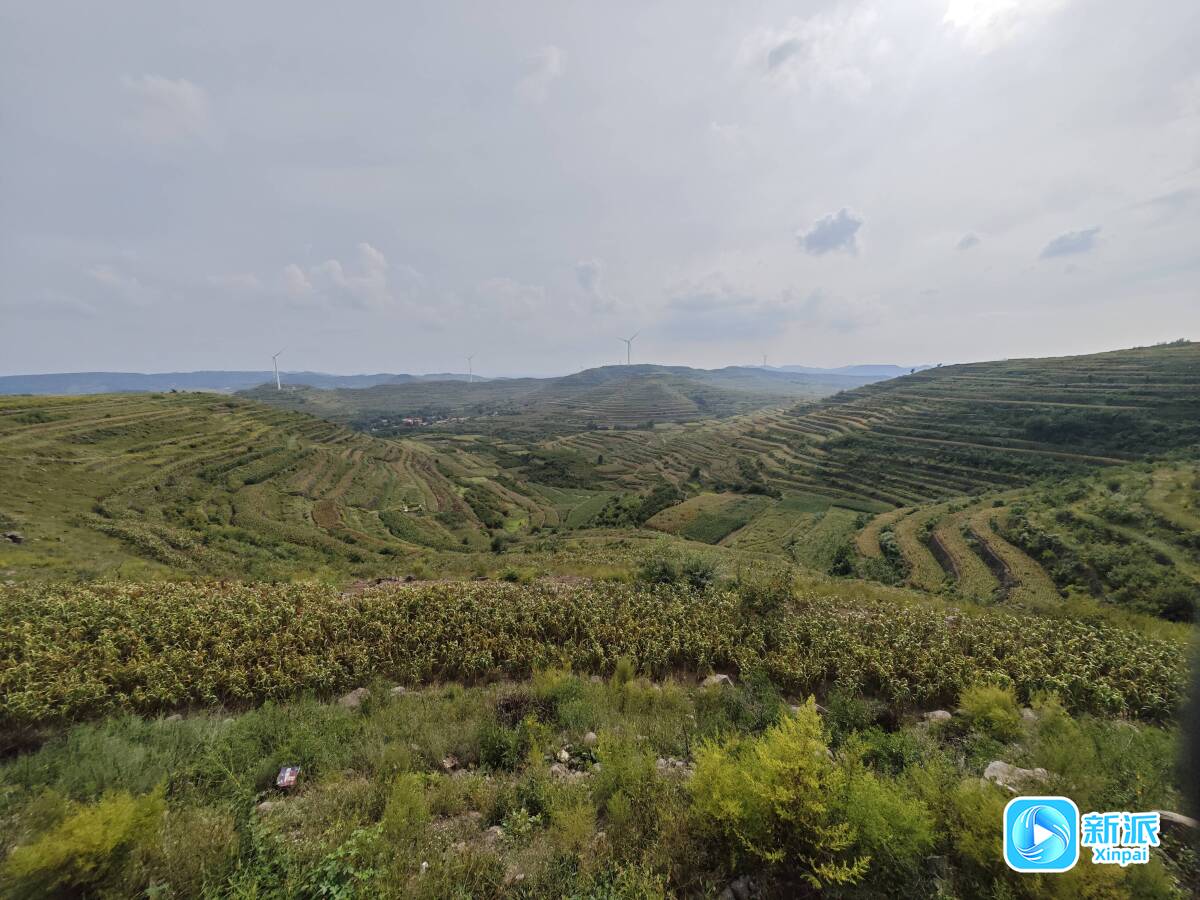 辉渠小米夺金记